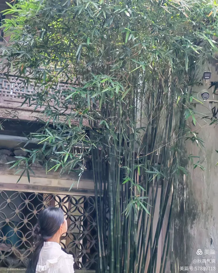 秋高气爽的美篇